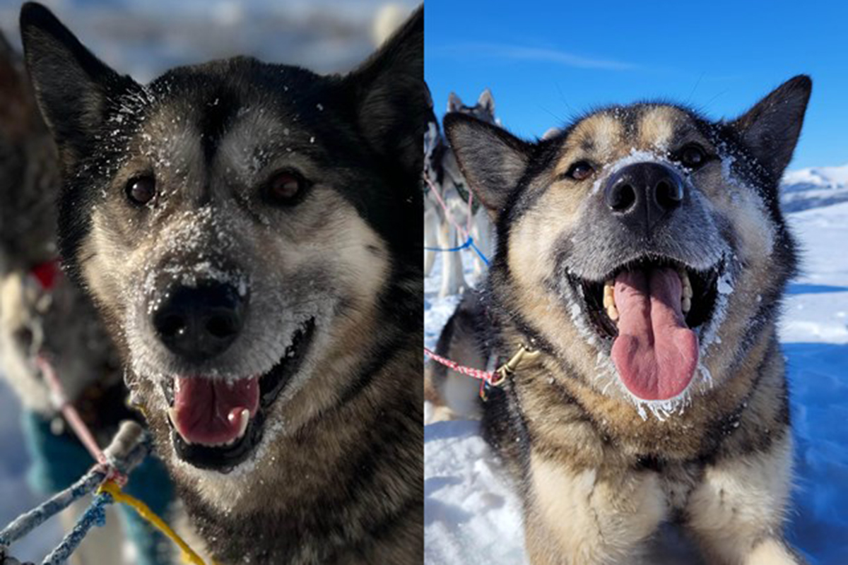 Sled-dog-lovers-guide-to-the-world