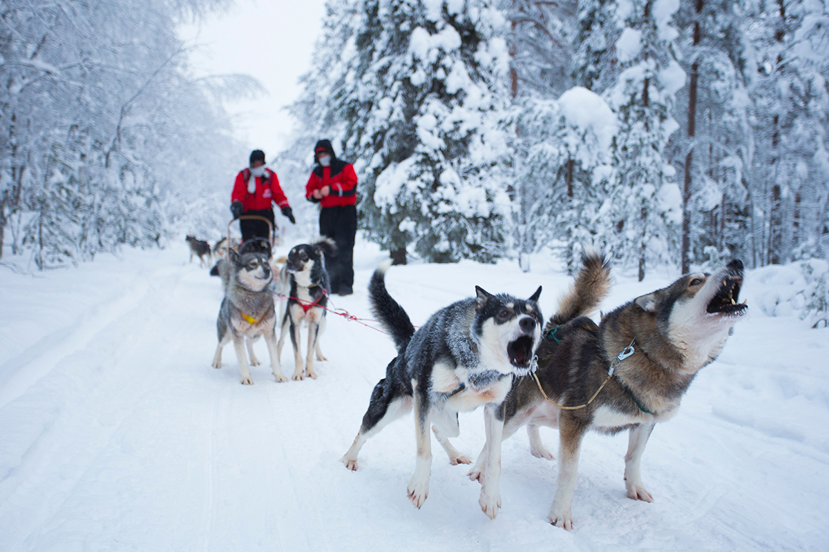 Sled-dog-lovers-guide-to-the-world