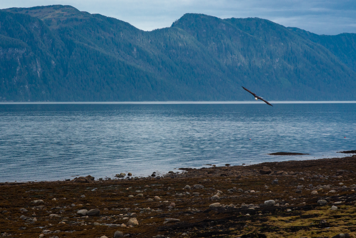 Eagle in Flight