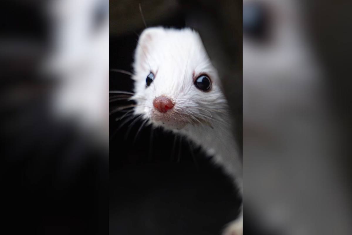 Weasel in Alaska