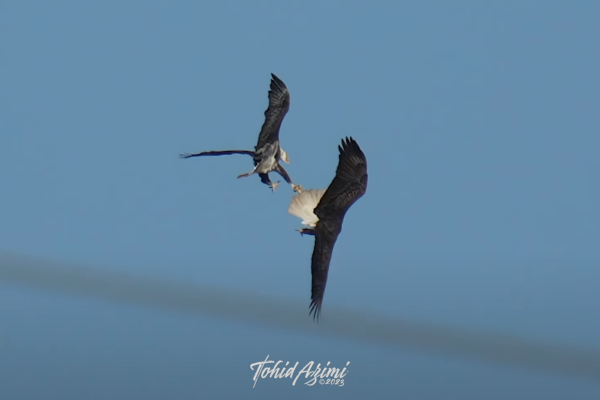 bald eagle mating ritual