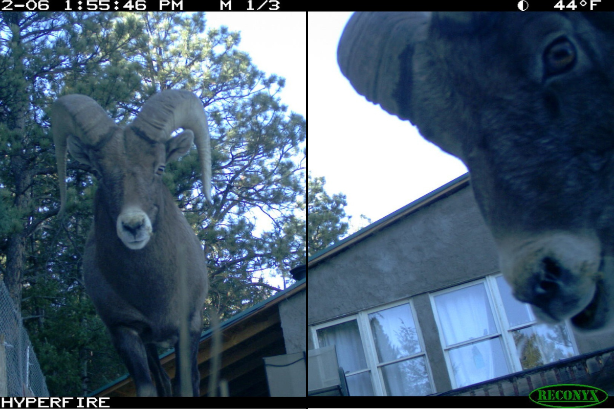 bighorn sheep rescue