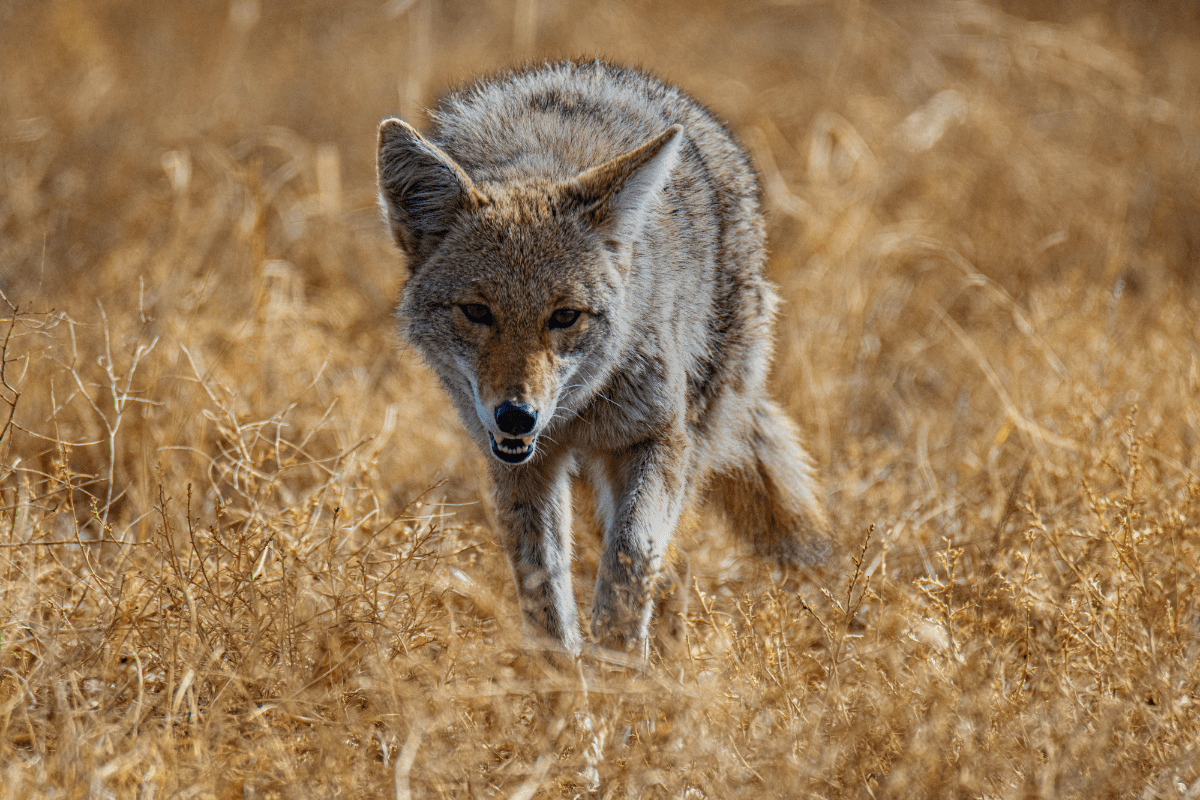 coyote images