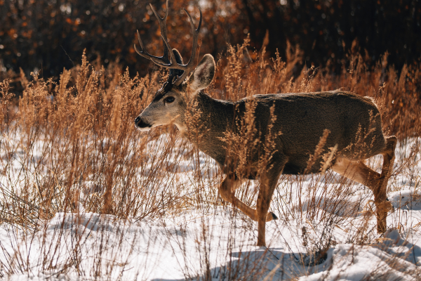 deer attack