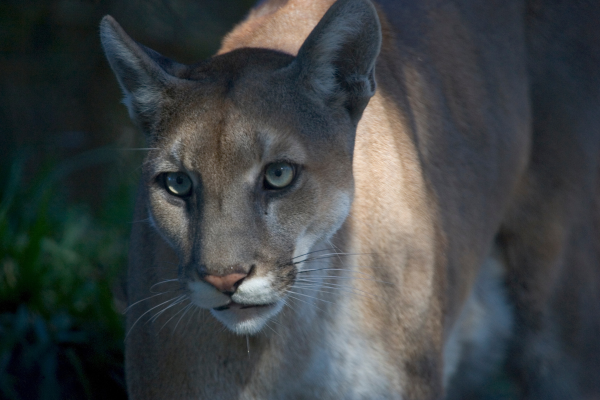 a florida panther caught on camera