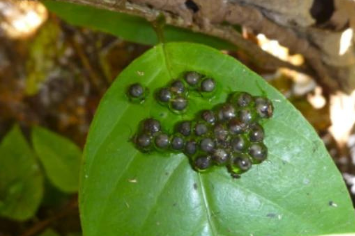 fanged frog