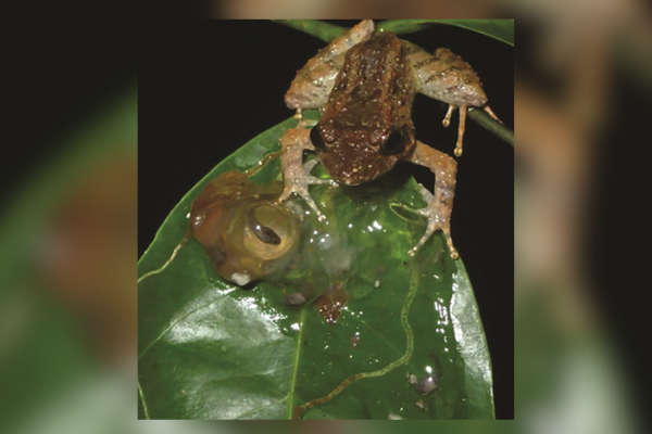 Fanged frog