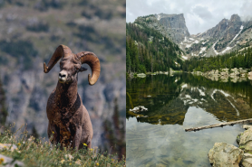 Glacier National Park vs. Rocky Mountain