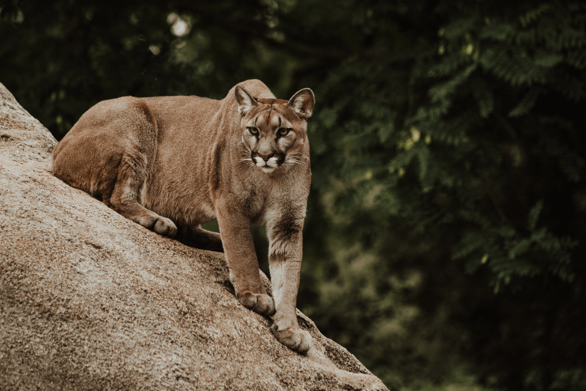 powerful mountain lion