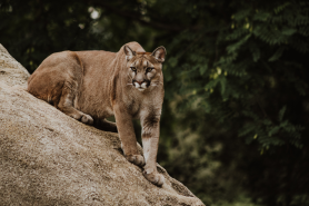 powerful mountain lion