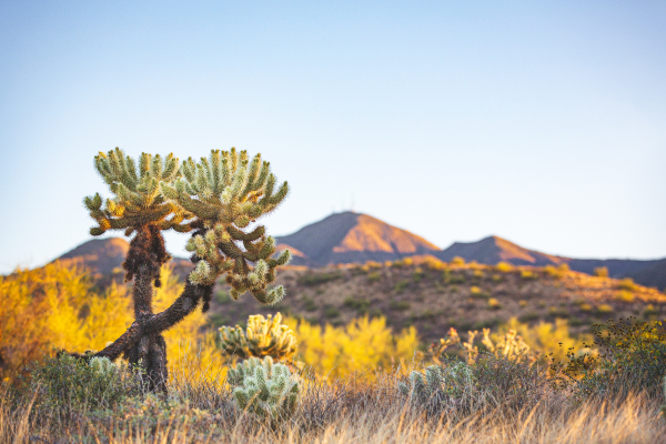 remove a cholla cactus