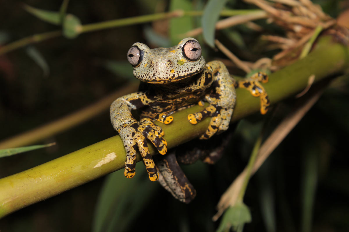 treefrog