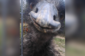 Emu