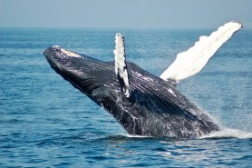 Gray-Whale-trending