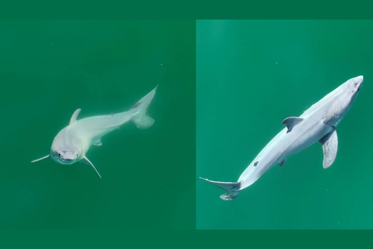 baby great white shark