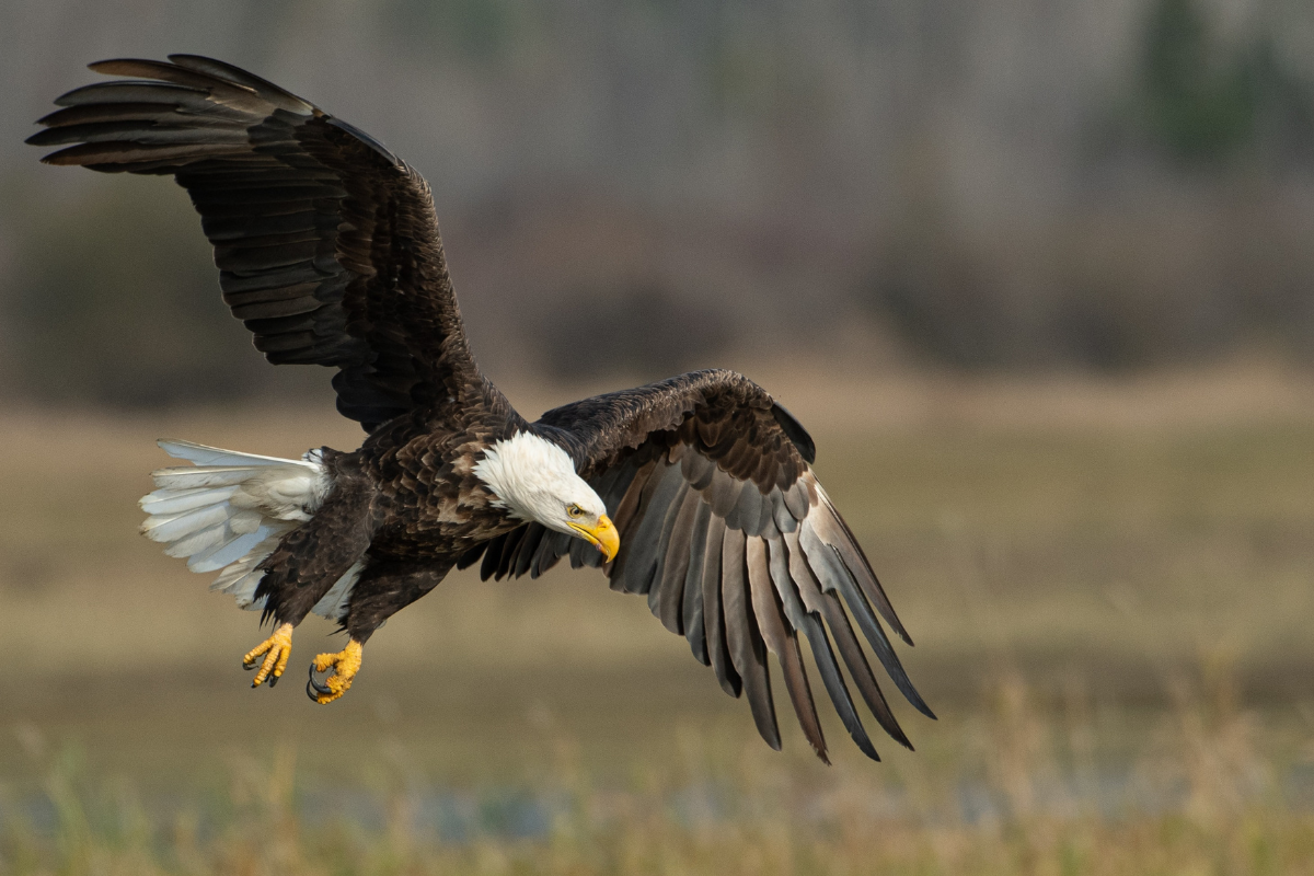 bald eagles in Alaska