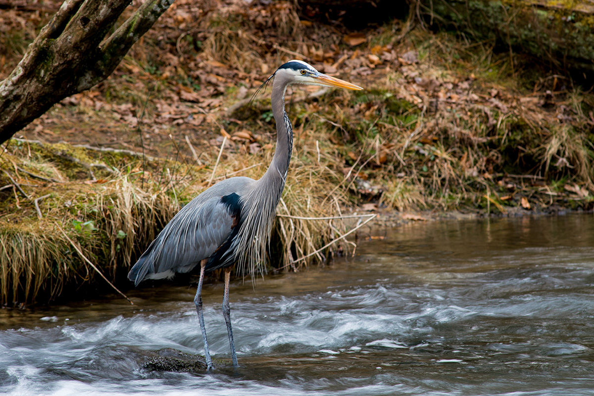 guide-to-cades-cove-great-smoky-mountains-national-park