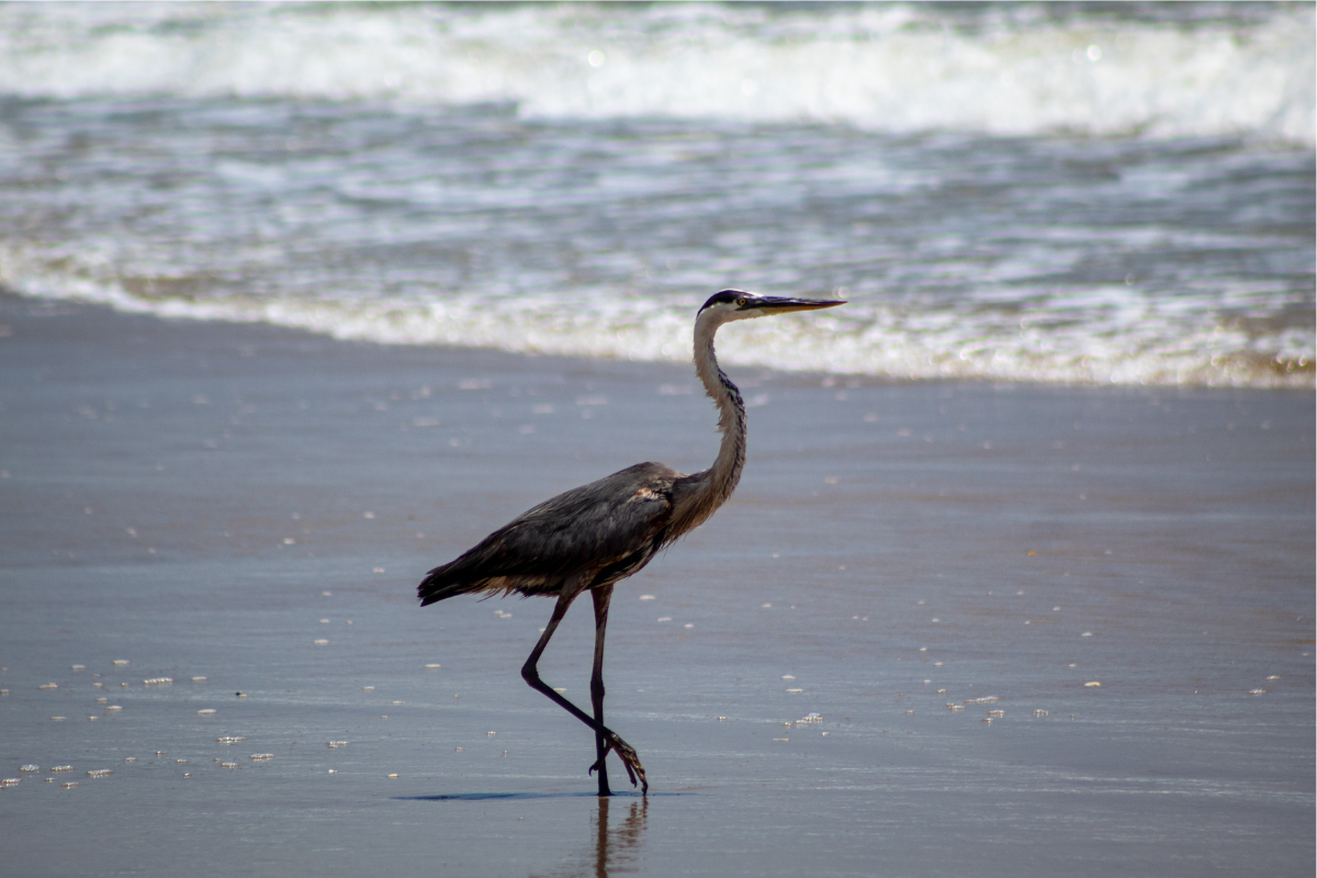 visiting a national seashore