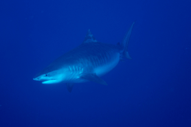 handling sharks