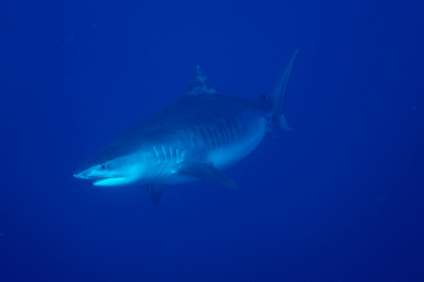 handling sharks