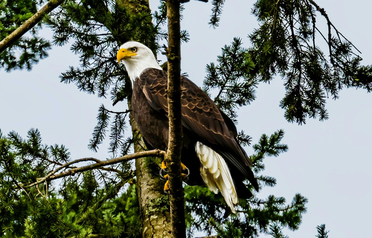 bald eagle