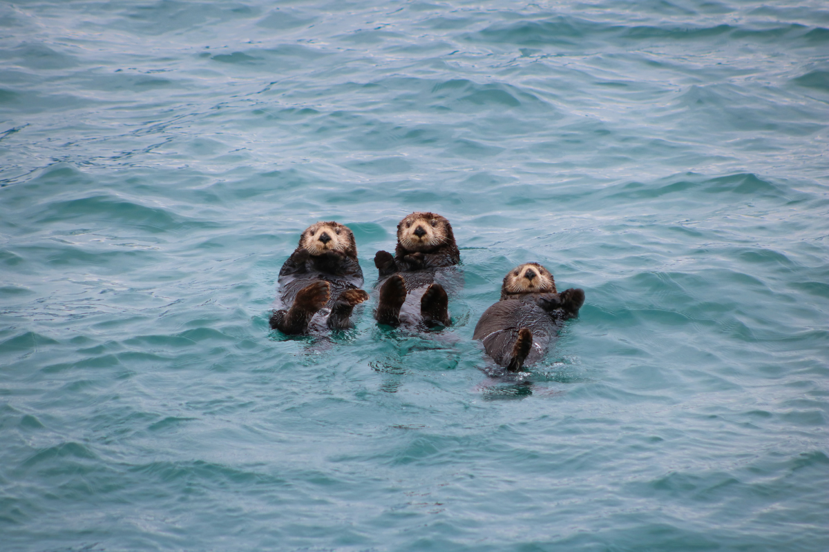 wildlife in Kenai Fjords