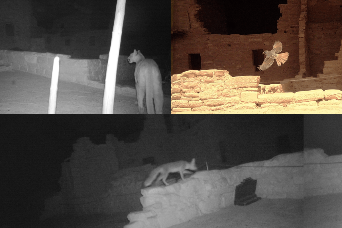 animals at mesa verde national park