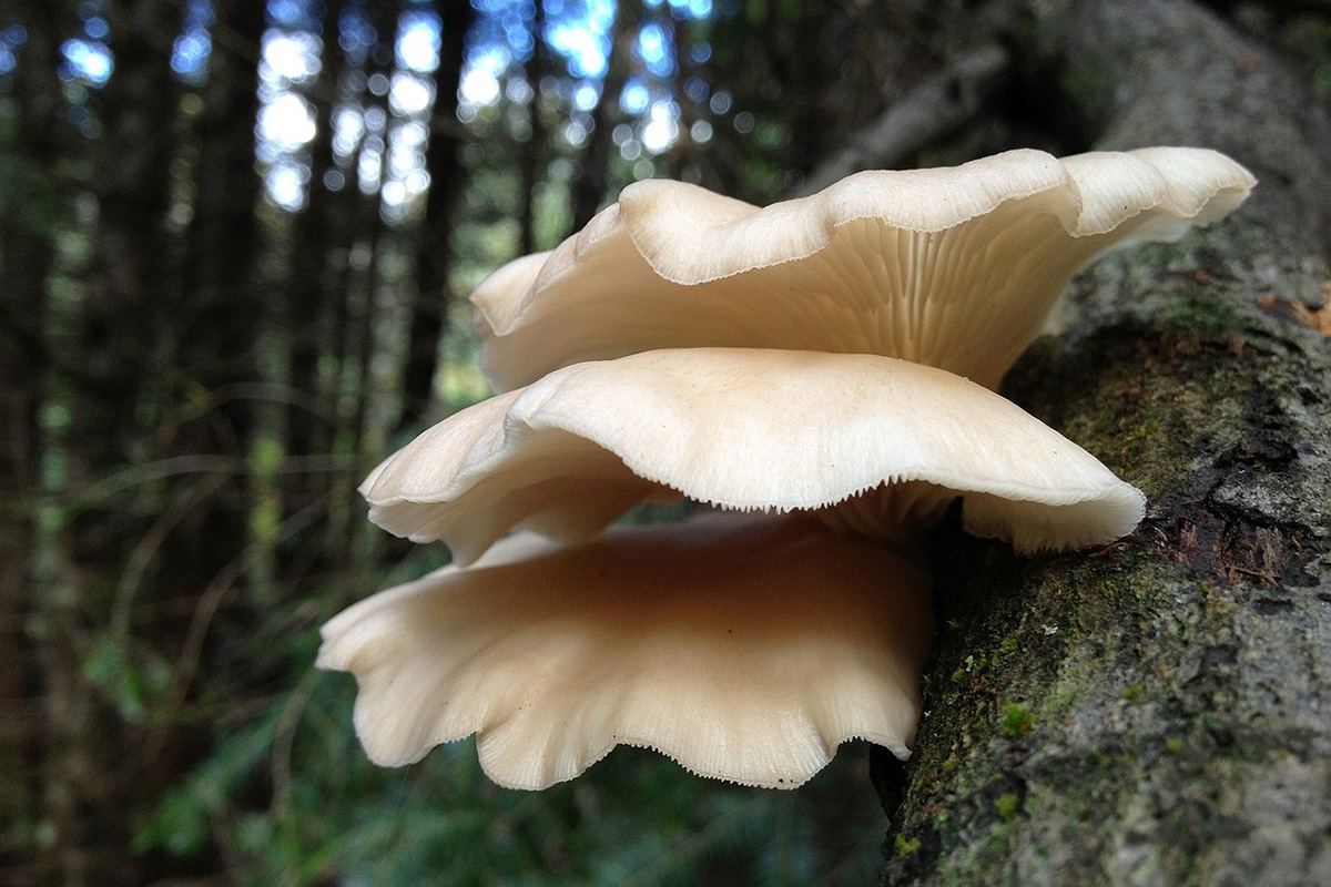 mushrooms-to-forage-in-january