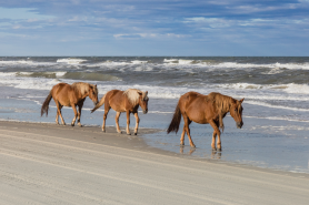 trips to national seashores