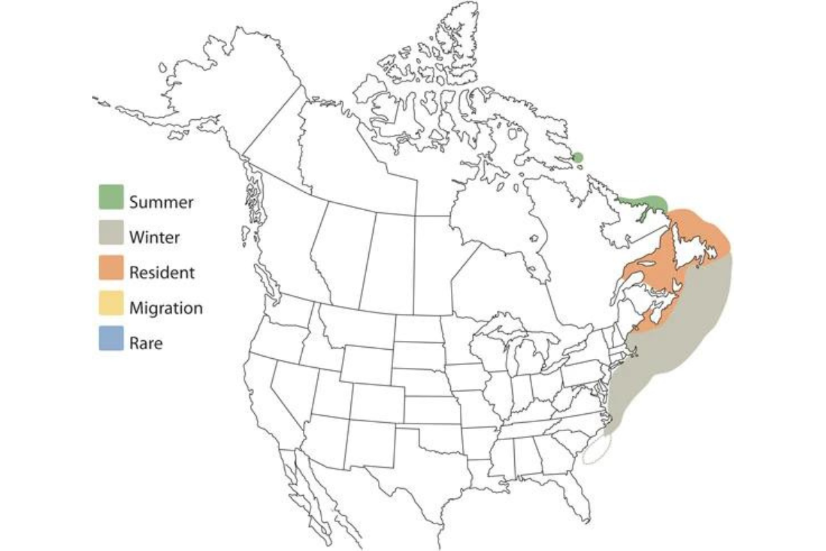 razorbills map