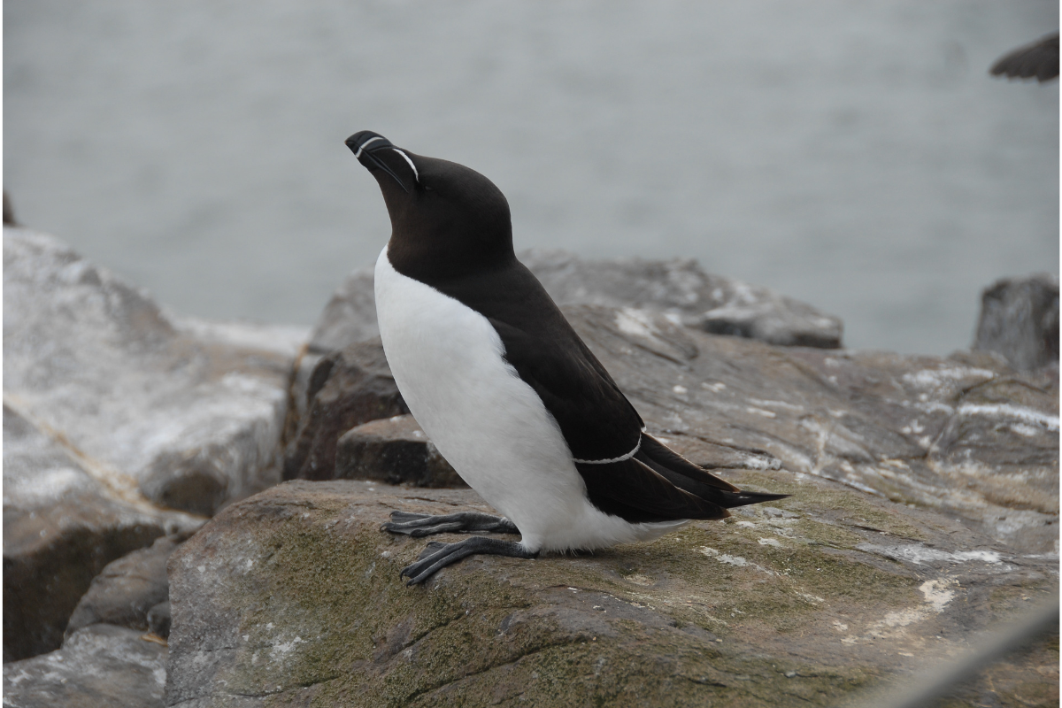 people mistook a razorbill for a penguin in boston