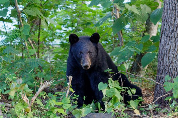 black bear forest