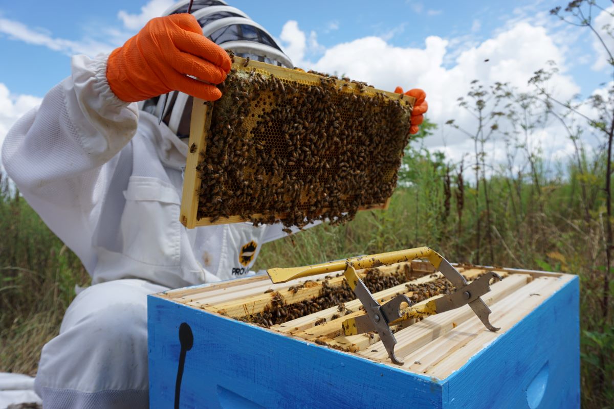 beekeeping-for-beginners