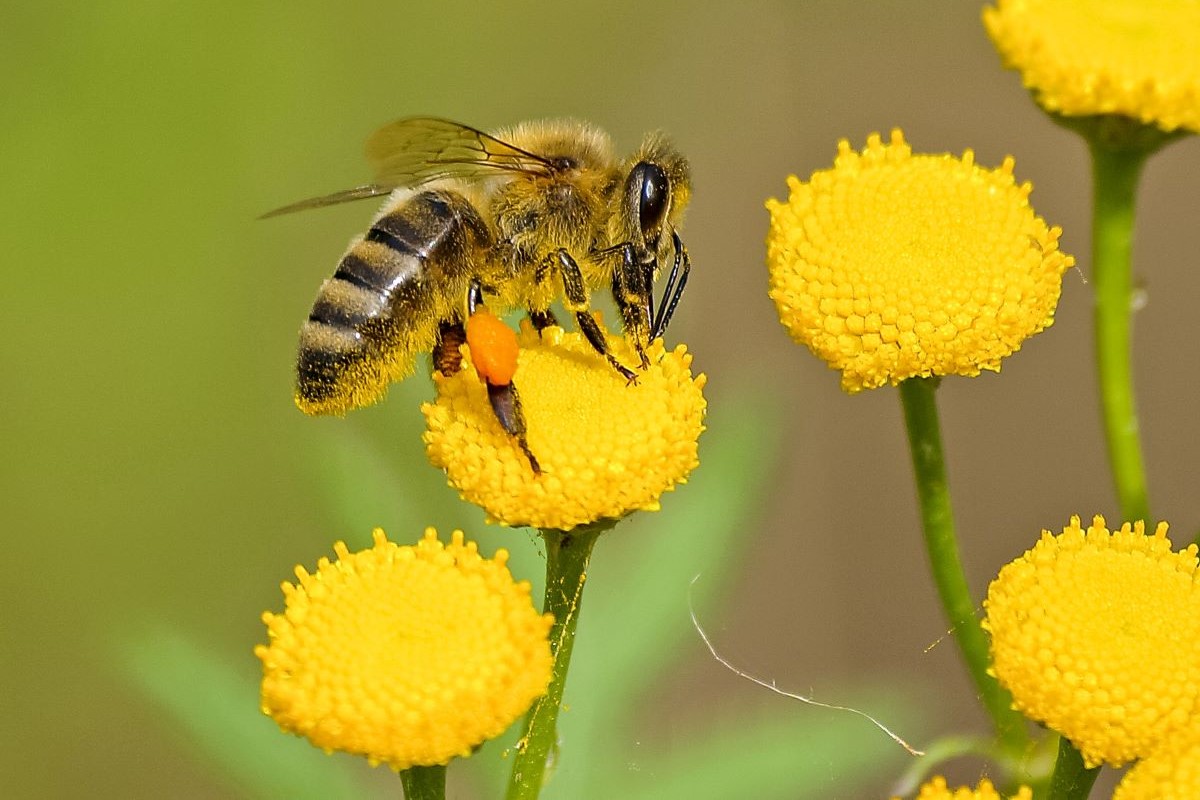 beekeeping-for-beginners