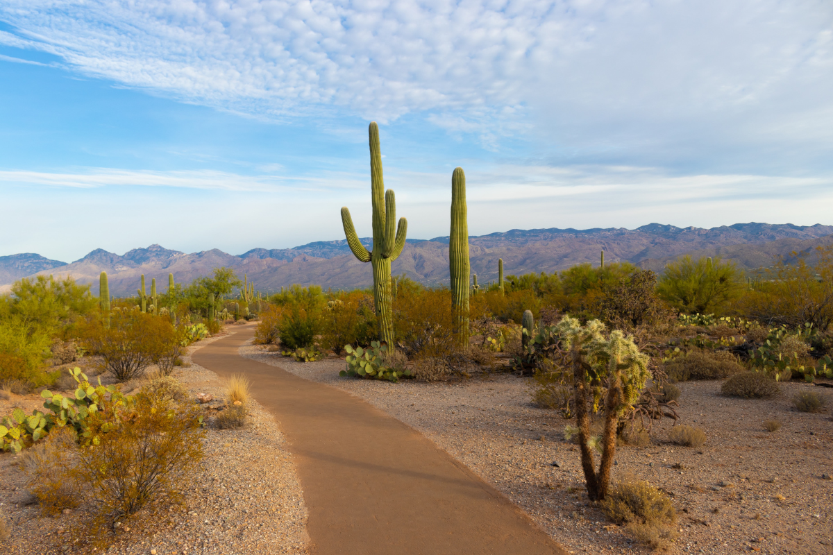 worth visiting Saguaro