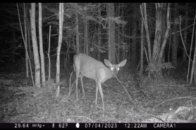 trail camera deer