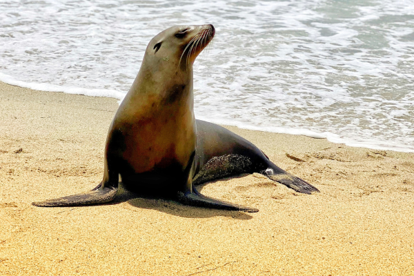 sea lion video