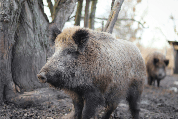 wild hogs can be found in Texas.