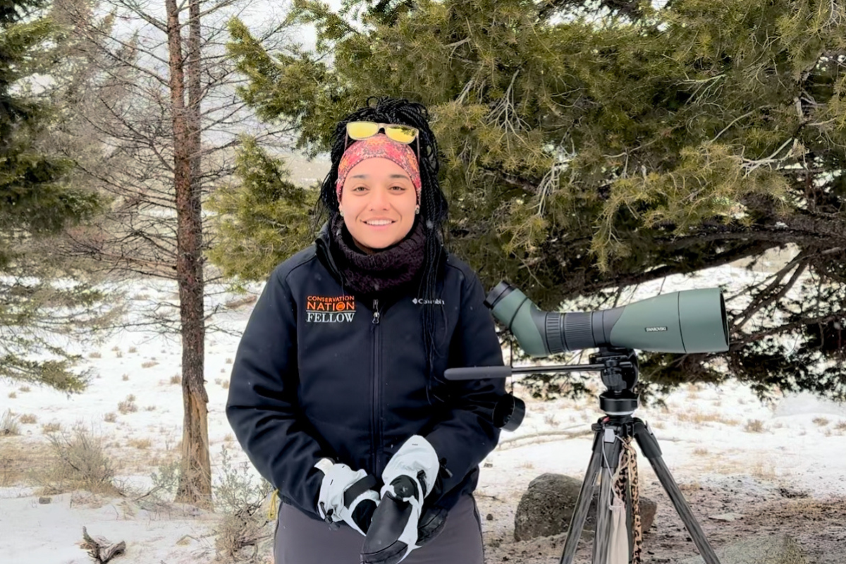 yellowstone gray wolf research