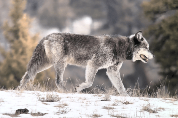 Wolf technician in Yellowstone