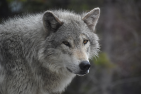 wolf packs of yellowstone