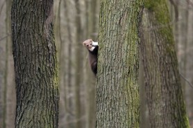 american marten