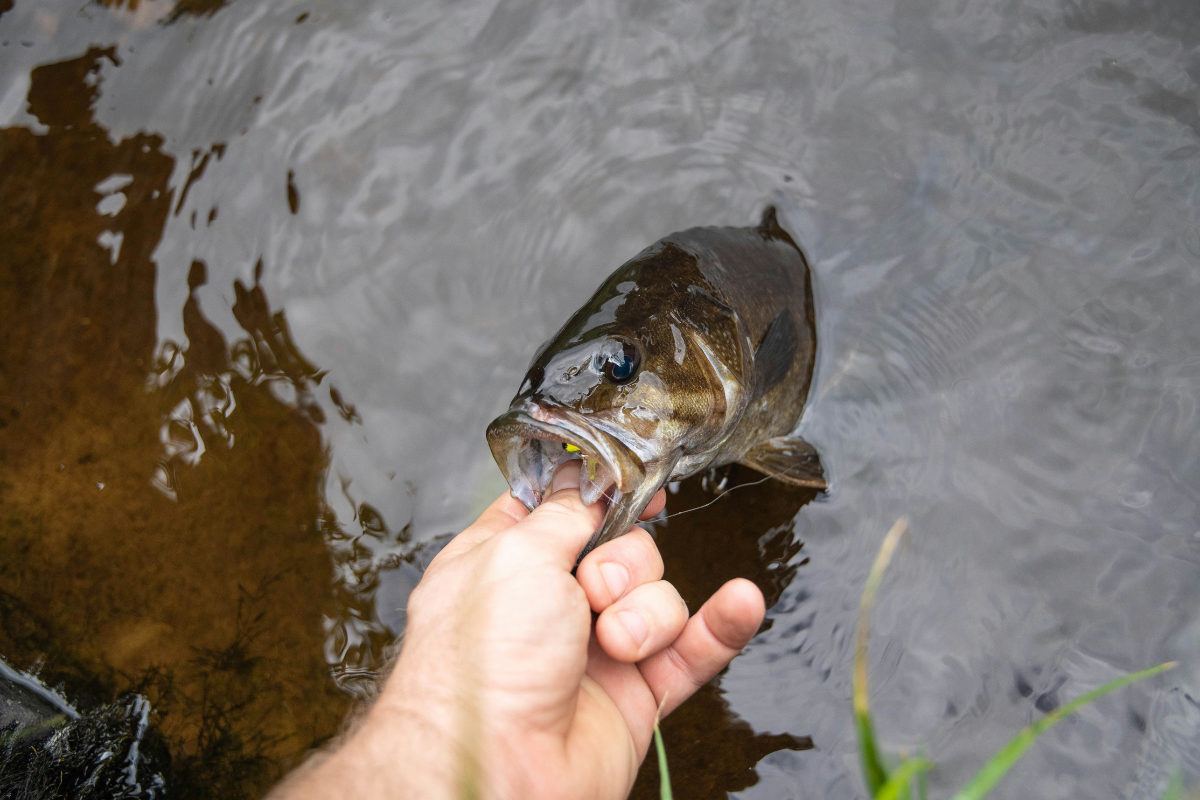 A caught fish