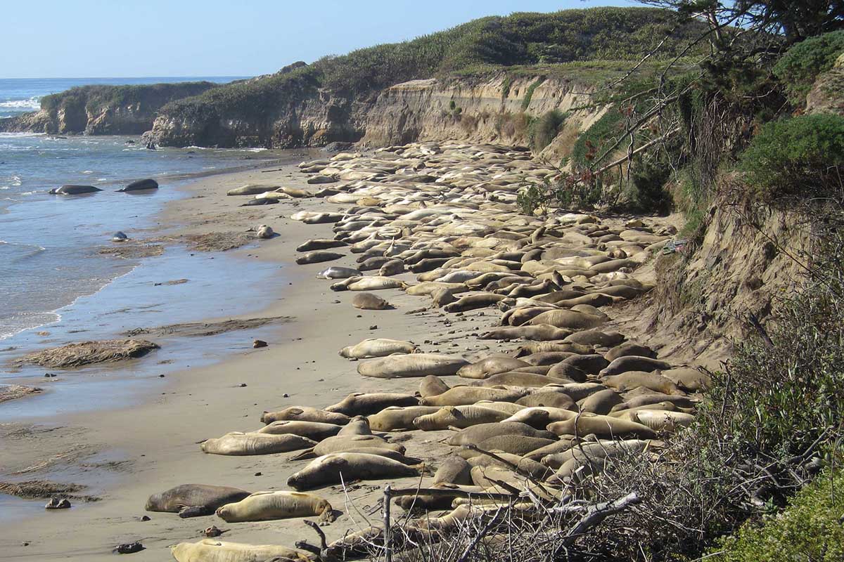 experience-california-coastal-wildlife