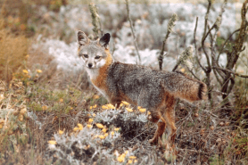 island fox on the Channel Islands.