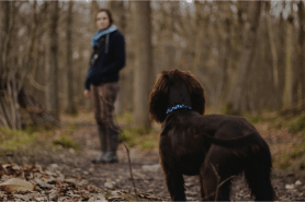 tips on handling lost pets in national parks.