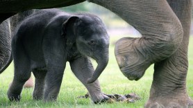 rare-pink-elephant-water-hole