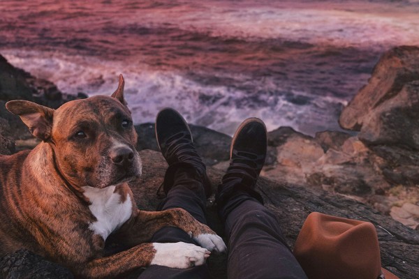 the-best-tents-for-camping-with-dogs