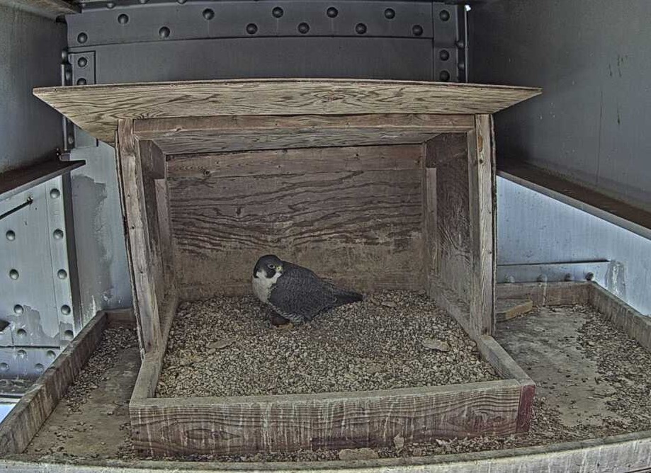 Peregrine falcon