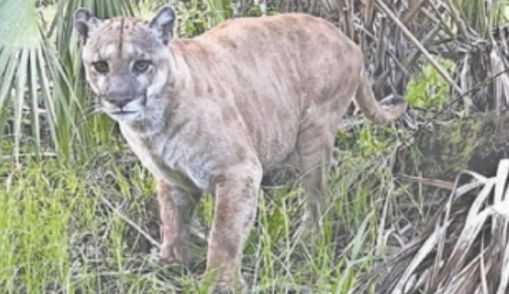 Florida panther